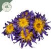 dried blue lotus whole flowers (nymphaea caerulea) dried blue lotus whole flowers (nymphaea caerulea)