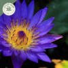 dried blue lotus whole flowers (nymphaea caerulea) dried blue lotus whole flowers (nymphaea caerulea)