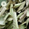 dried guava leaf (psidium guajava)
