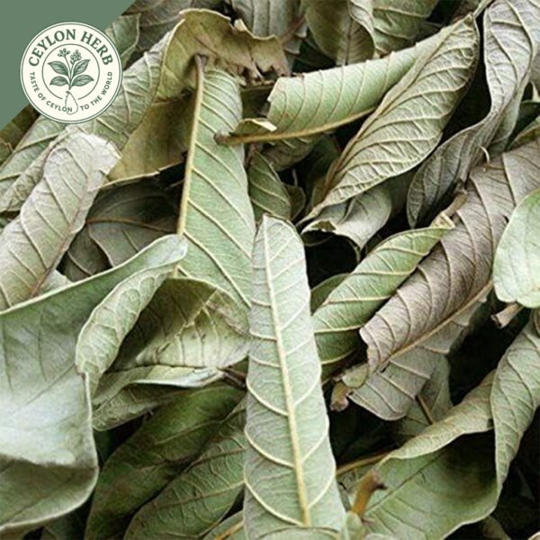 dried guava leaf (psidium guajava)
