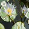 dried rare authentic real egyptian blue lotus dried flowers
