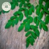 dried moringa leaves (moringa oleifera) ceylon organic