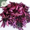 dried red water lily whole flowers (nelumbo nuciferaa)
