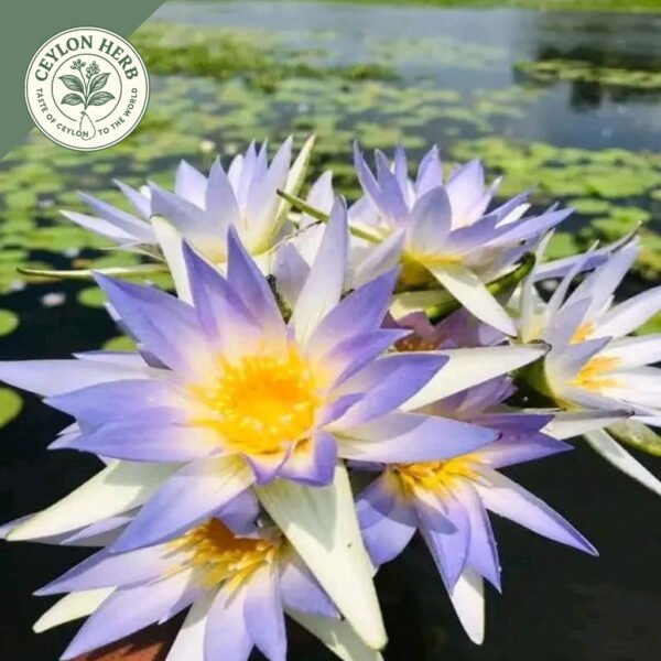 dried rare authentic real egyptian blue lotus dried flowers