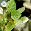 dried organic gurmar leaf (gymnema sylvestre)