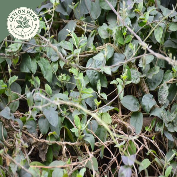 dried organic gurmar leaf (gymnema sylvestre)