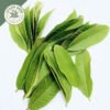 dried guava leaf (psidium guajava)