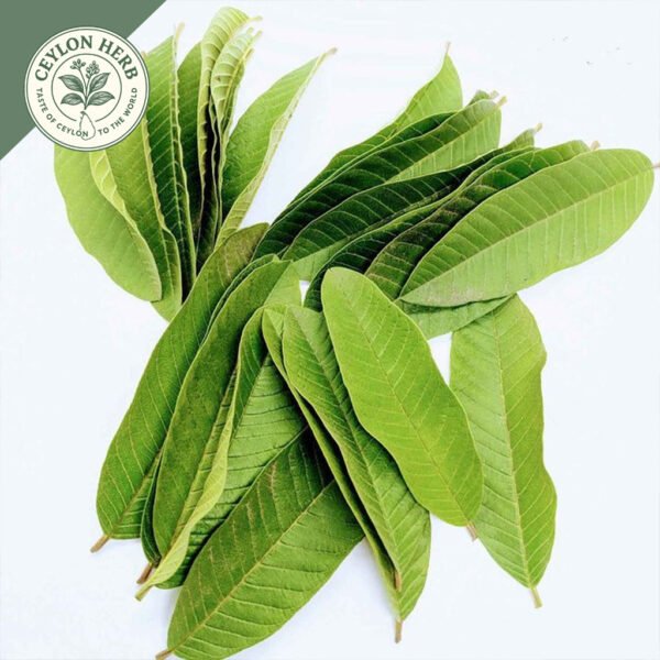 dried guava leaf (psidium guajava)
