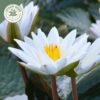 dried white water lily whole flowers (nymphaea alba) dried white water lily whole flowers (nymphaea alba)