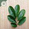 dried soursop leaves (annona muricata var. muricata) ceylon organic