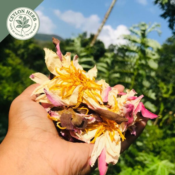 dried white water lily whole flowers (nymphaea alba) dried white water lily whole flowers (nymphaea alba)