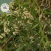 dried ceylon neem leaves (azadirachta indica) ceylon organic (copy)