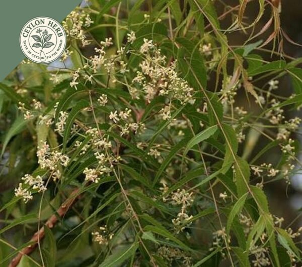 dried ceylon neem leaves (azadirachta indica) ceylon organic (copy)