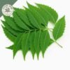 dried ceylon neem leaves (azadirachta indica) ceylon organic (copy)