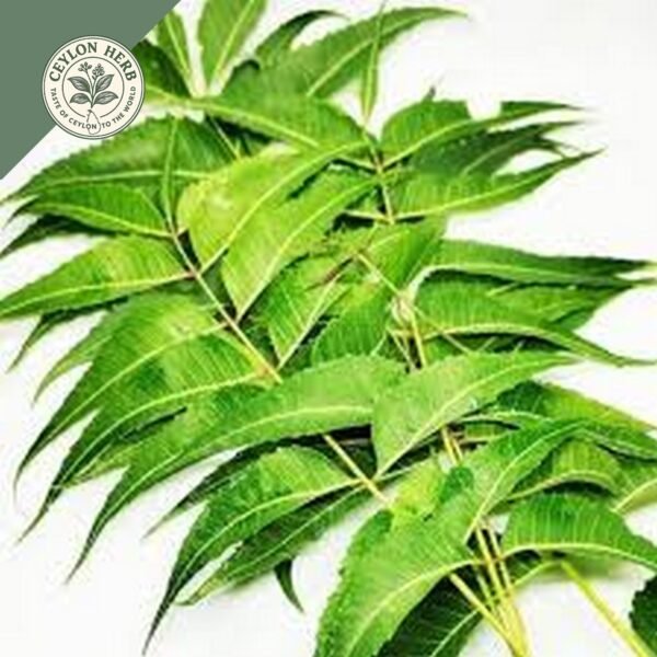 dried ceylon neem leaves (azadirachta indica) ceylon organic (copy)