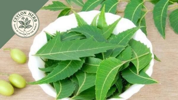 dried ceylon neem leaves (azadirachta indica) ceylon organic (copy)