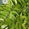 dried ceylon neem leaves (azadirachta indica) ceylon organic (copy)