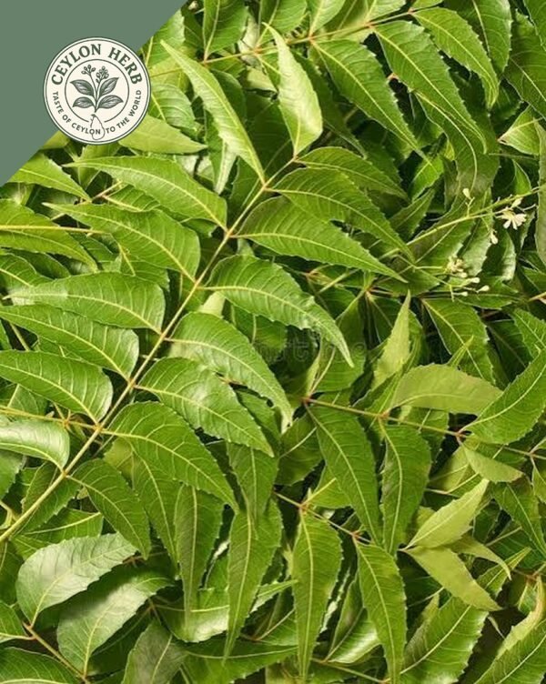 dried ceylon neem leaves (azadirachta indica) ceylon organic (copy)