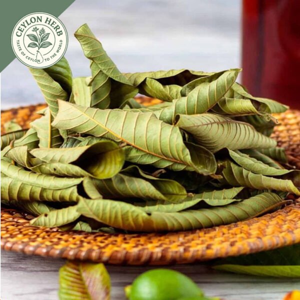 dried guava leaf (psidium guajava)