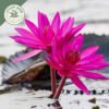 dried red water lily whole flowers (nelumbo nuciferaa)