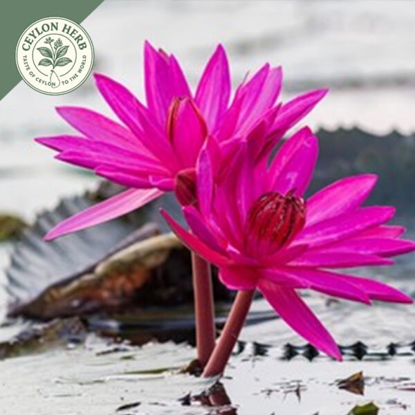 dried red water lily whole flowers (nelumbo nuciferaa)