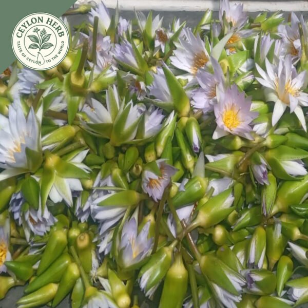 dried rare authentic real egyptian blue lotus dried flowers