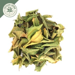 dried guava leaf (psidium guajava)