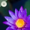 dried blue lotus whole flowers (nymphaea caerulea) dried blue lotus whole flowers (nymphaea caerulea)