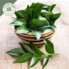 dried ceylon curry leaves powder (murraya koenigii) ceylon organic