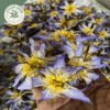 dried rare authentic real egyptian blue lotus dried flowers