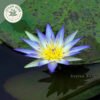 dried rare authentic real egyptian blue lotus dried flowers