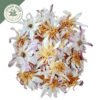 dried white water lily whole flowers (nymphaea alba) dried white water lily whole flowers (nymphaea alba)