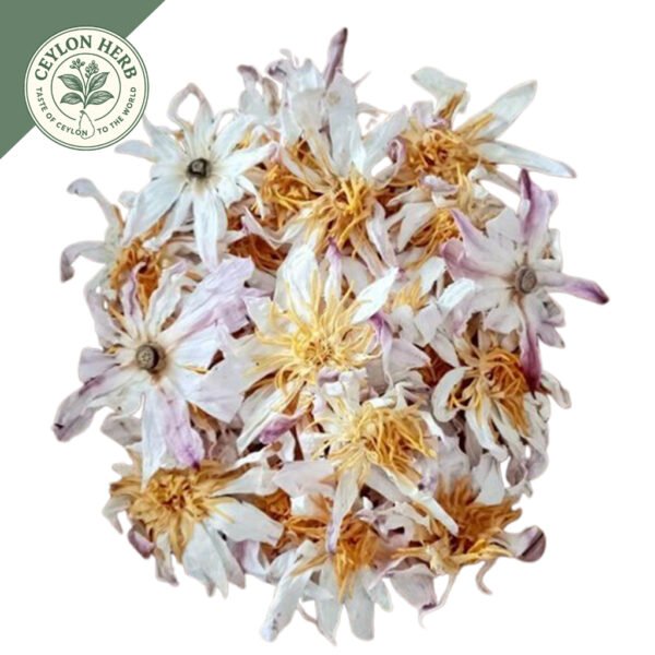 dried white water lily whole flowers (nymphaea alba) dried white water lily whole flowers (nymphaea alba)
