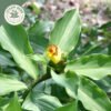 dried insulin leaf (costus speciosus)