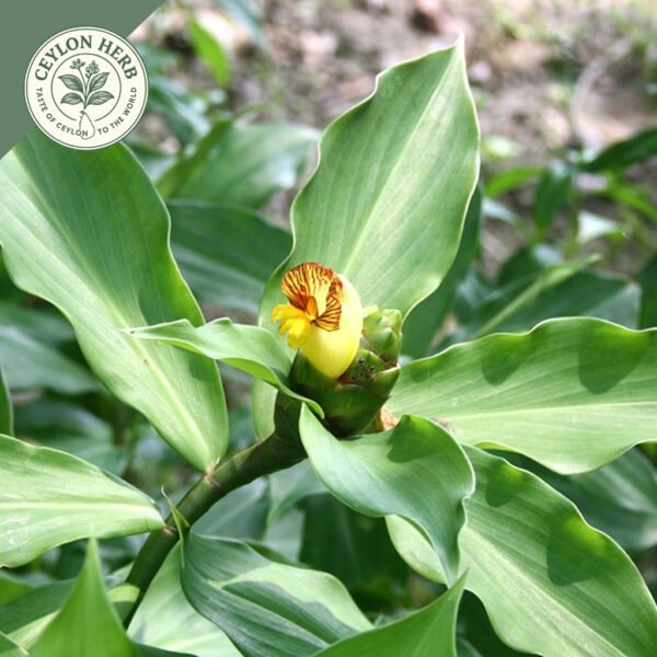 dried insulin leaf (costus speciosus)
