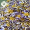 dried rare authentic real egyptian blue lotus dried flowers