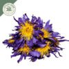 dried blue lotus whole flowers (nymphaea caerulea)